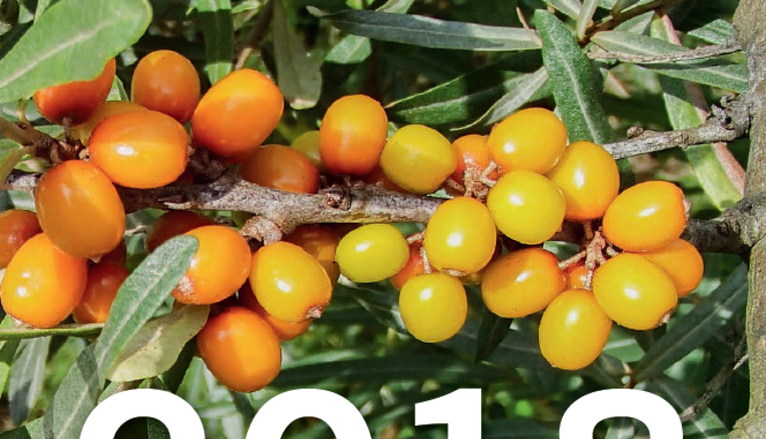 Izdots "Latvijas Republikā reģistrēto augu aizsardzības līdzekļu saraksts 2018"