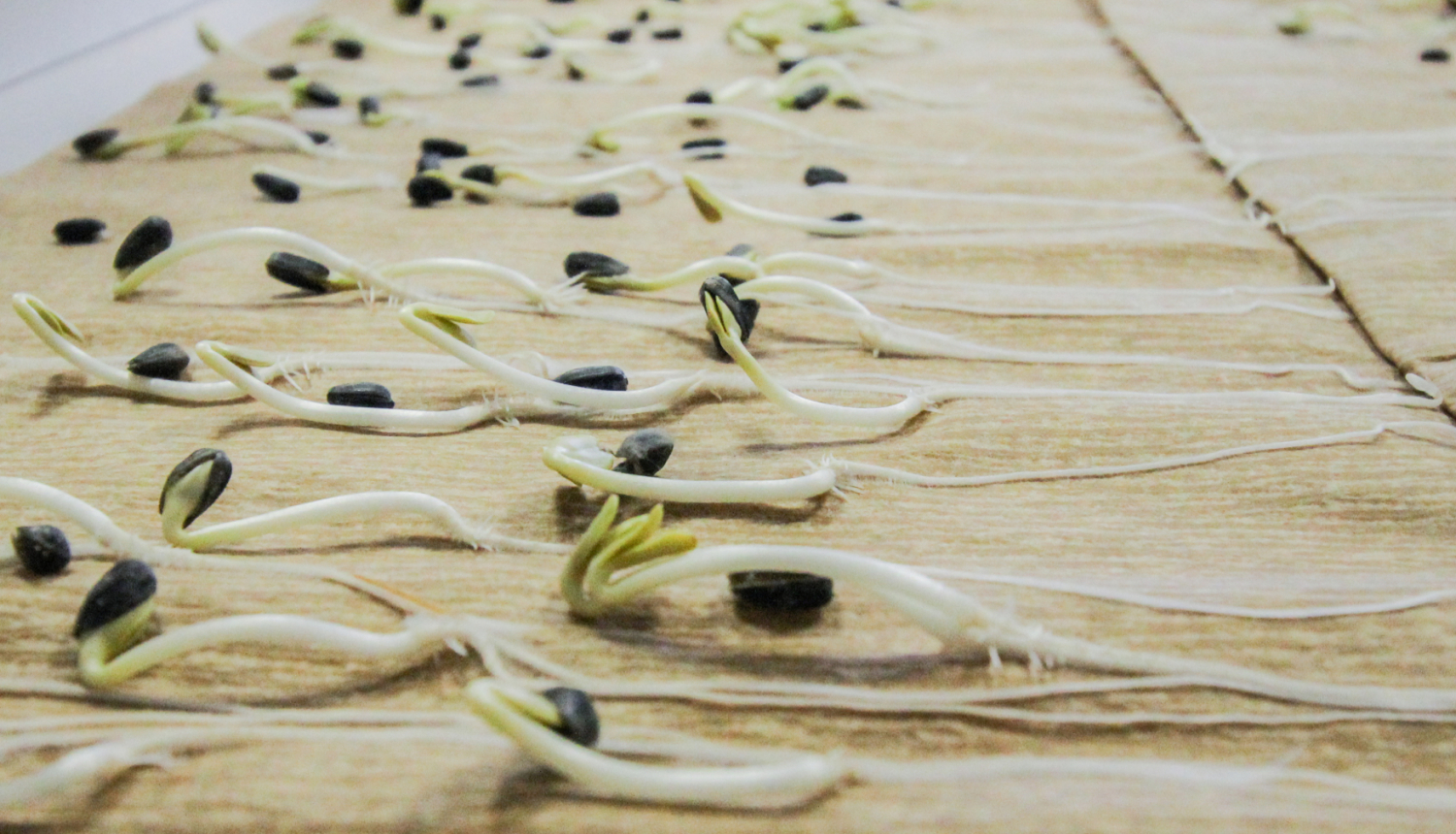 Sēklu dīksti uz filcpapīra
