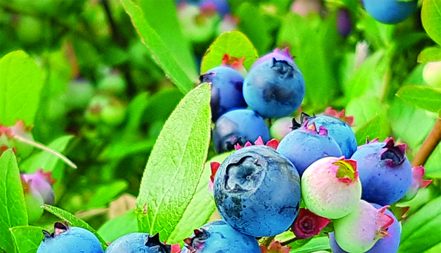 Izdots "Latvijas Republikā reģistrēto augu aizsardzības līdzekļu saraksts 2020"