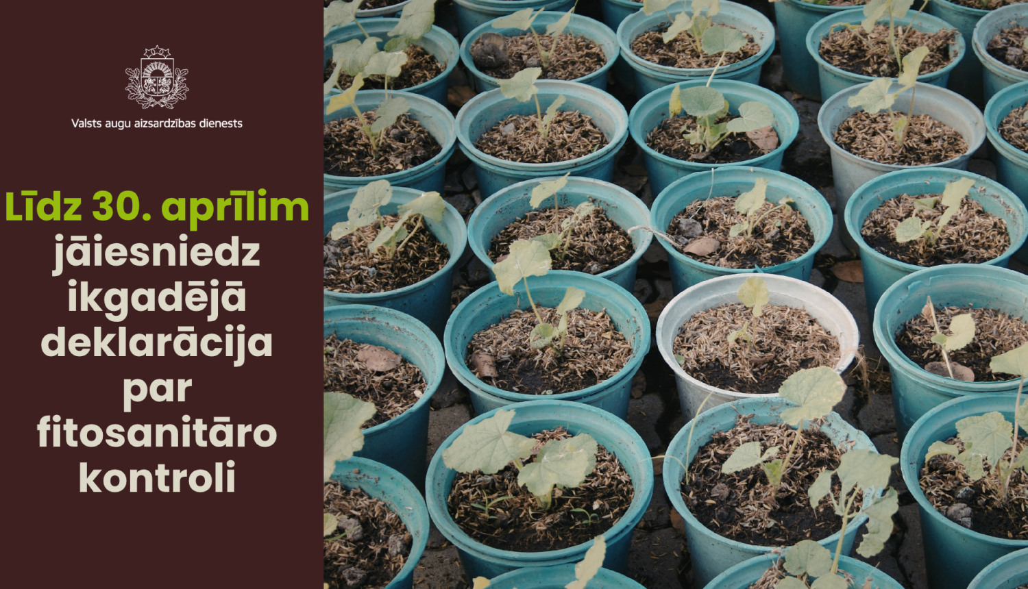Kreisajā pusē teksts par fitosanitārās deklarācijas iesniegšanas termiņu; labajā pusē tuvplāns ar nelieliem dārzeņu stādiem podiņos.