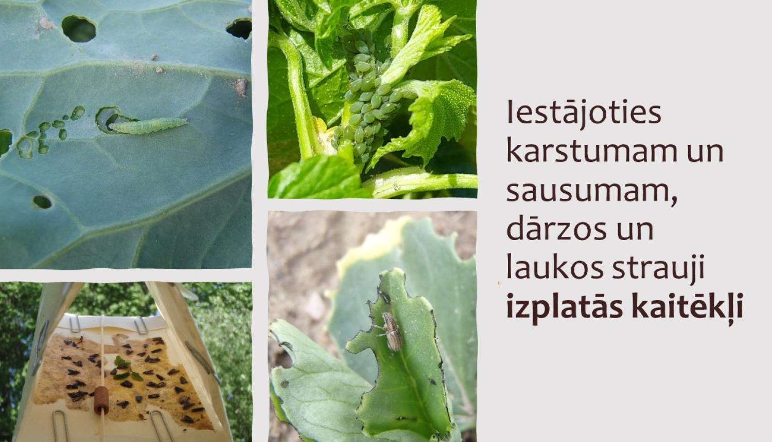 kaitēkļu attēli un virsraksta teksts