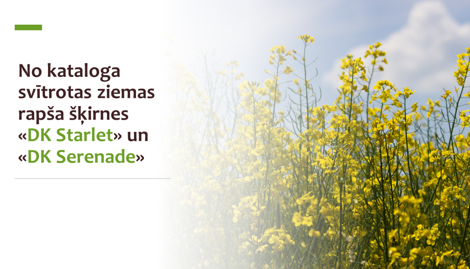 Fotogrāfija ar ziedošu rapsi un teksts