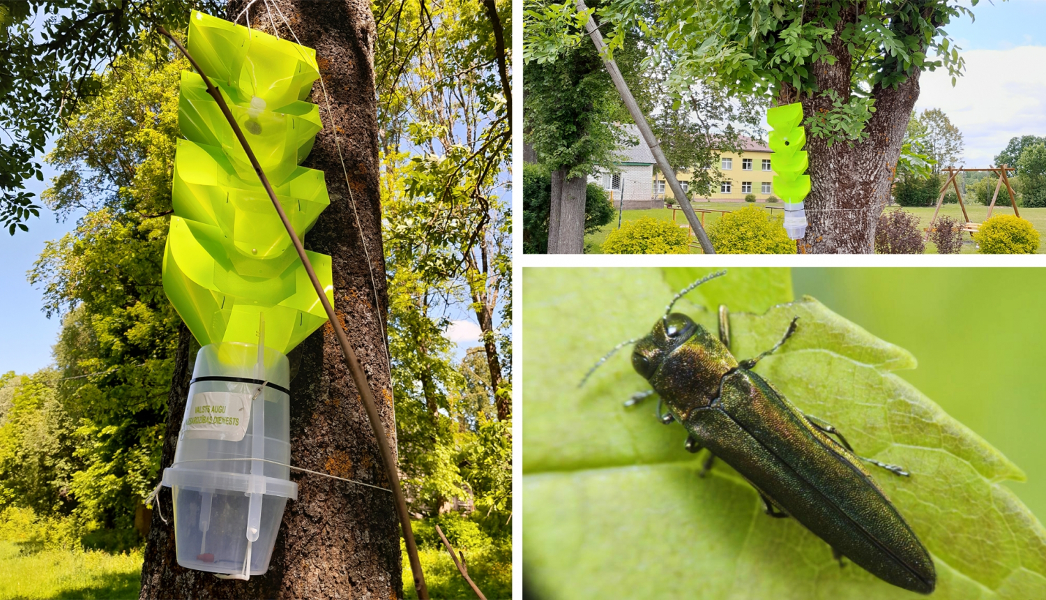 Divi slazdu kokos attēli un vaboles attēls