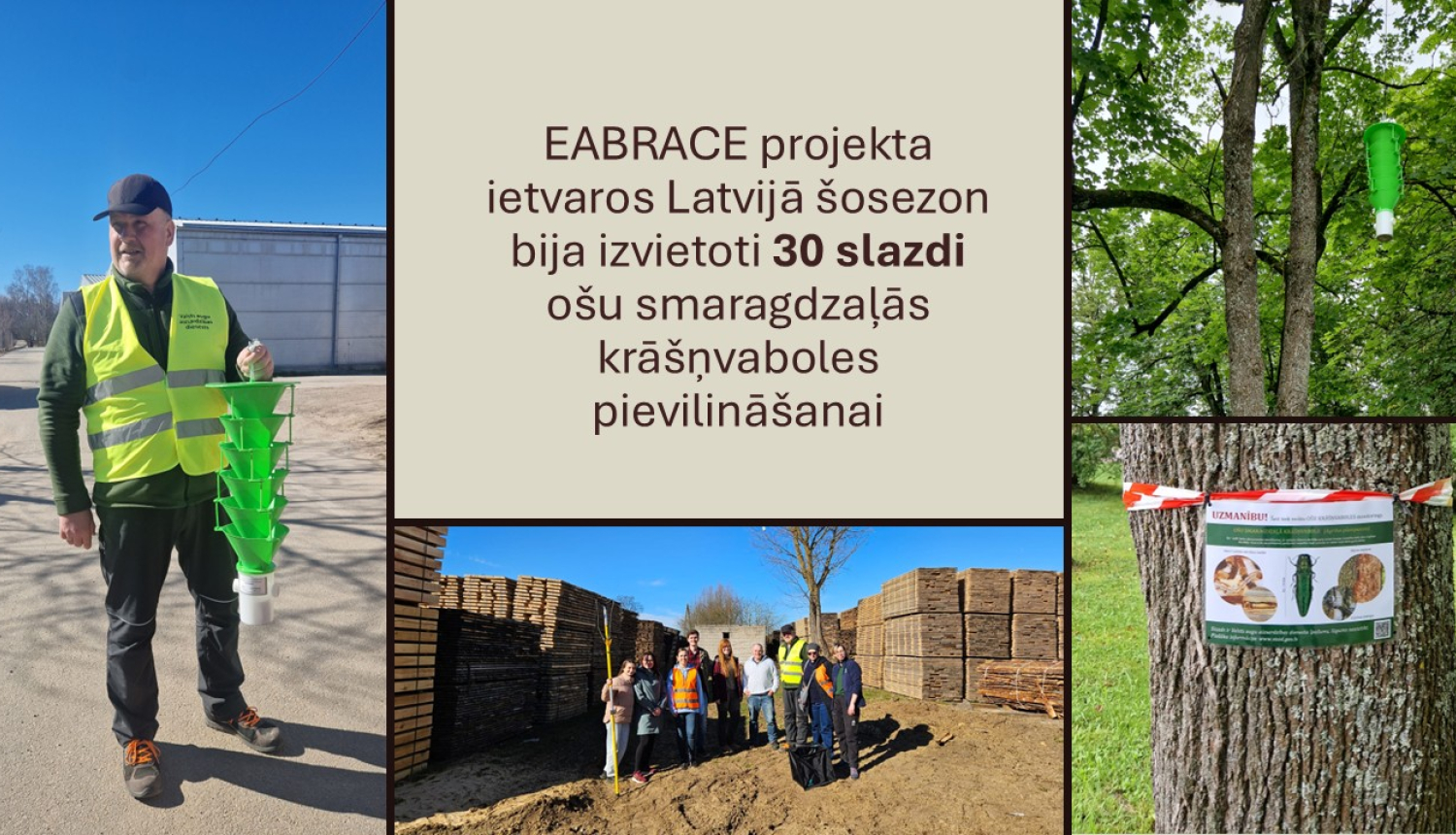 Bilžu kolāža. Kreisajā pusē VAAD inspektors tur rokās slazdu zaļā krāsā, apakšējā attēlā projekta dalībnieku grupas bilde, labajā pusē - slazds iekārts kokā un informatīva plāksne pie koka