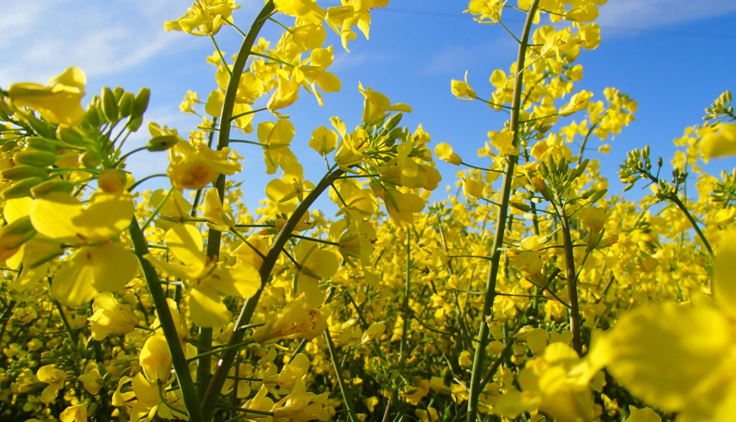 ziedošs rapša lauks tuvplānā