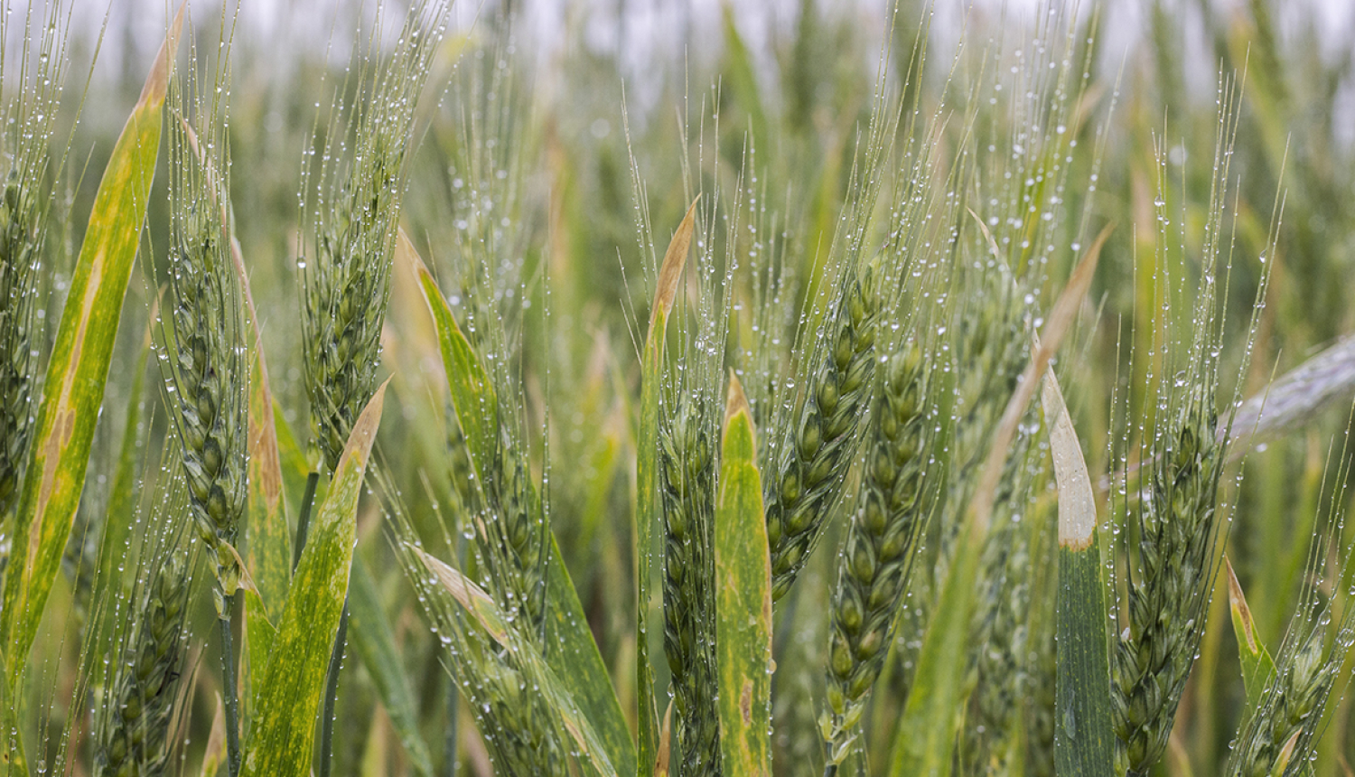 Graudu vārpas uz lauka pēc lietus