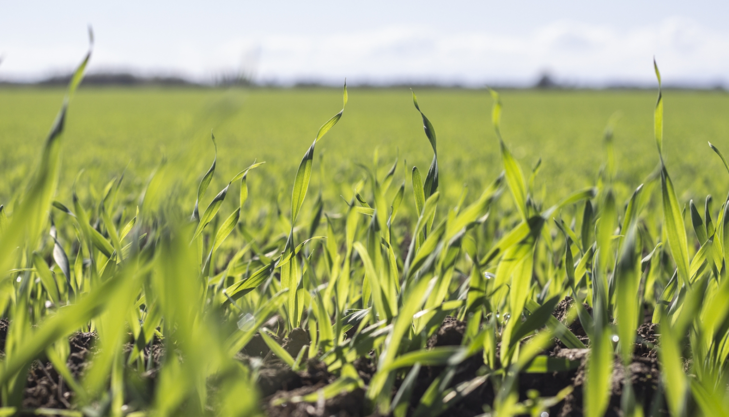 Zaļš labības lauks, stiebri nelieli, tuvplānā
