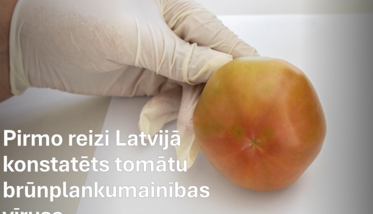 Roka cimdā tur tomātu ar nelieliem plankumiem