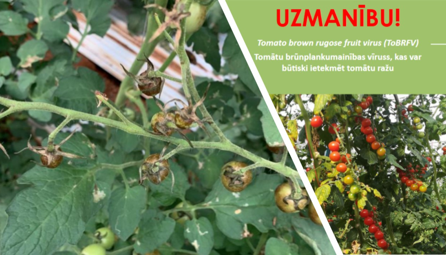 Tomātu bojājumu pazīmes un teksts