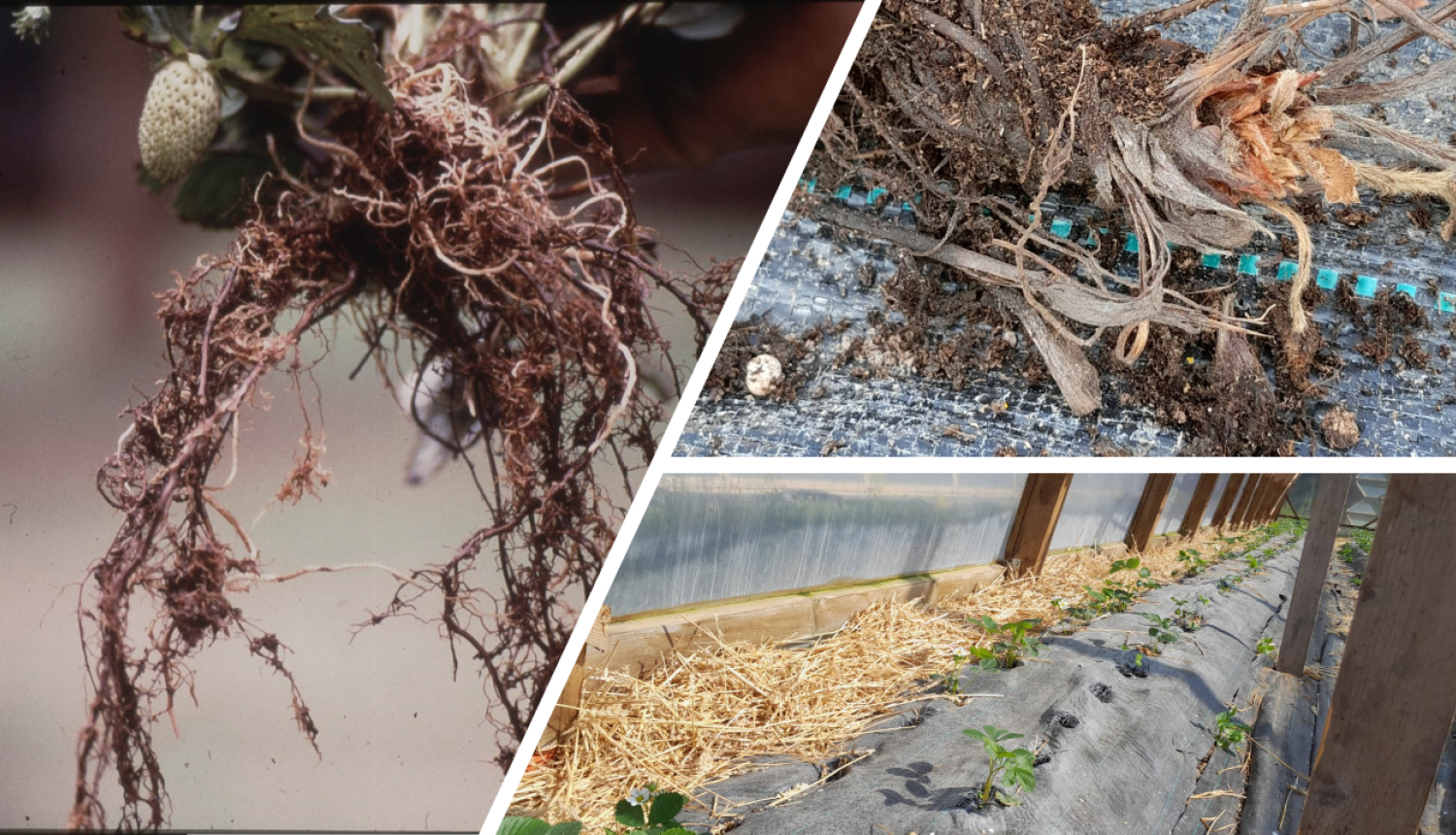 Trīs attēlu kolāža, novārguši stādi un saknes