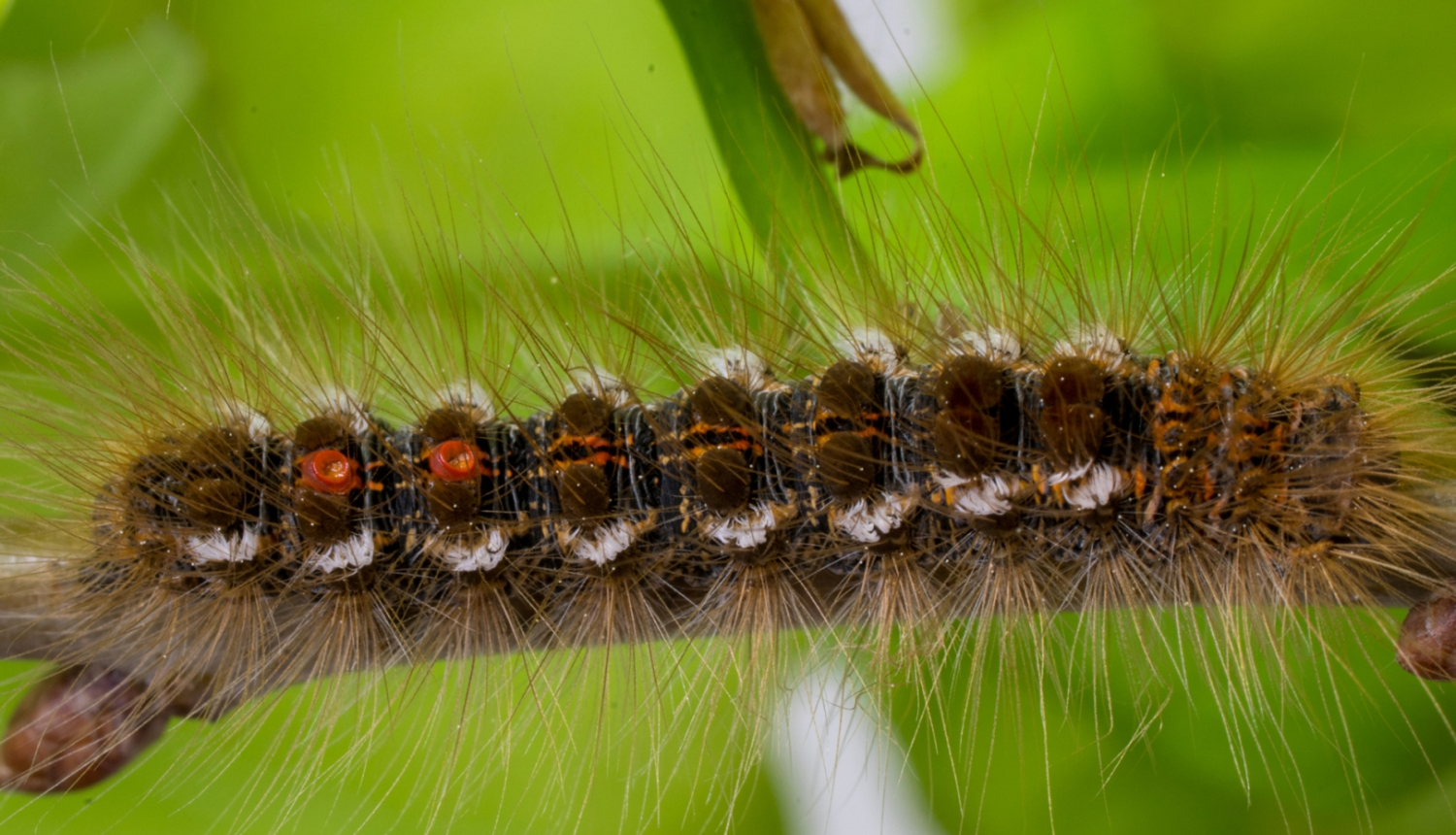 Zeltvēdera mūķenes kāpuram raksturīgas divas oranžas kārpiņas ķermeņa aizmugurējā daļā