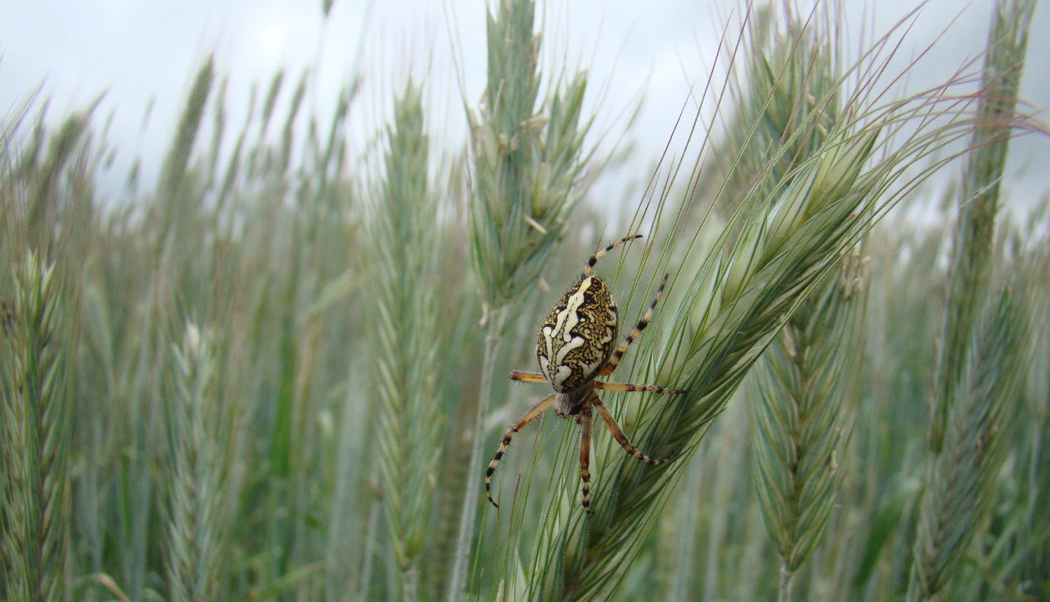 Zirneklis uz vārpas labības laukā