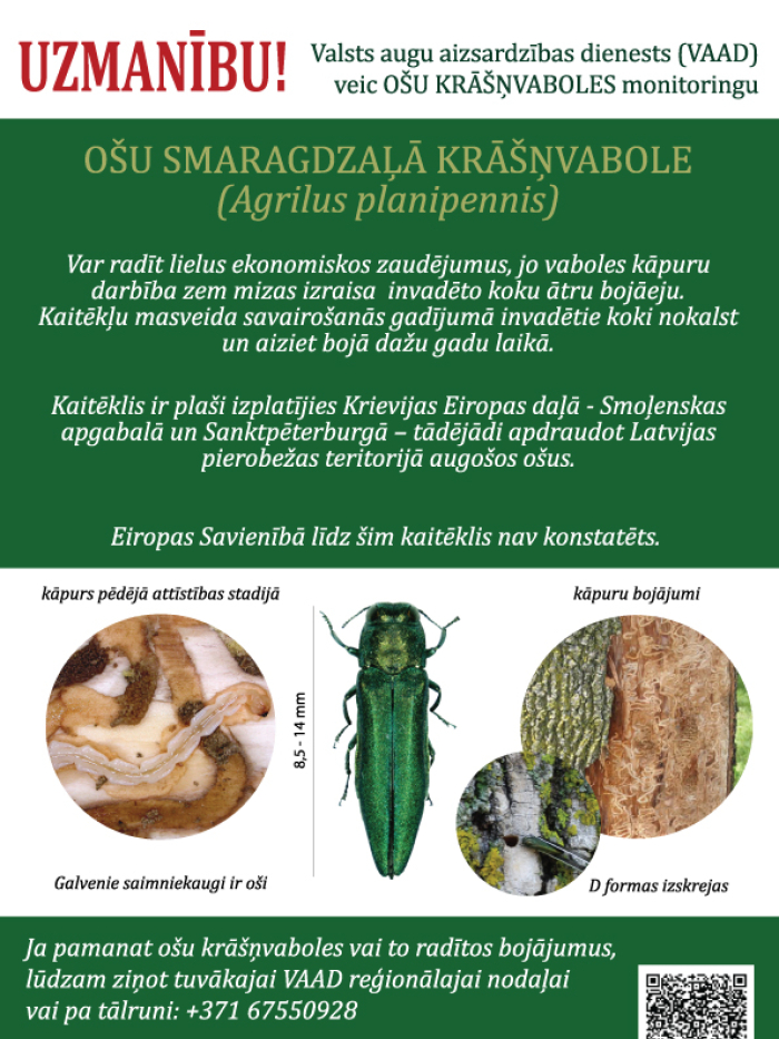 ošu kaitēkļa attēls, tā kāpura attēls, kāpura alojumu attēls un apraksts
