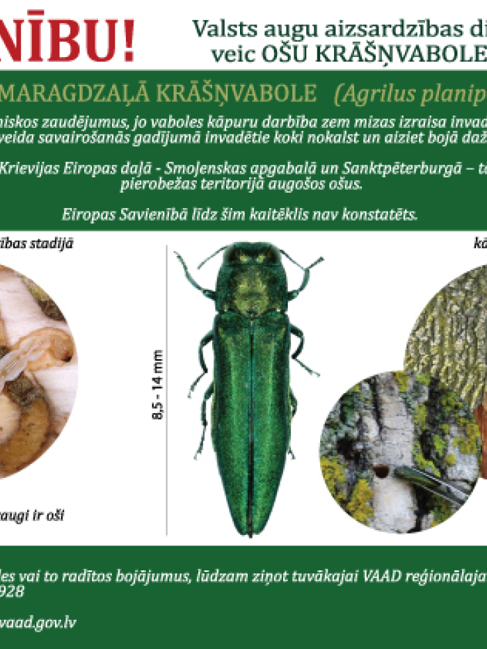 ošu kaitēkļa attēls, tā kāpura attēls, kāpura alojumu attēls un apraksts