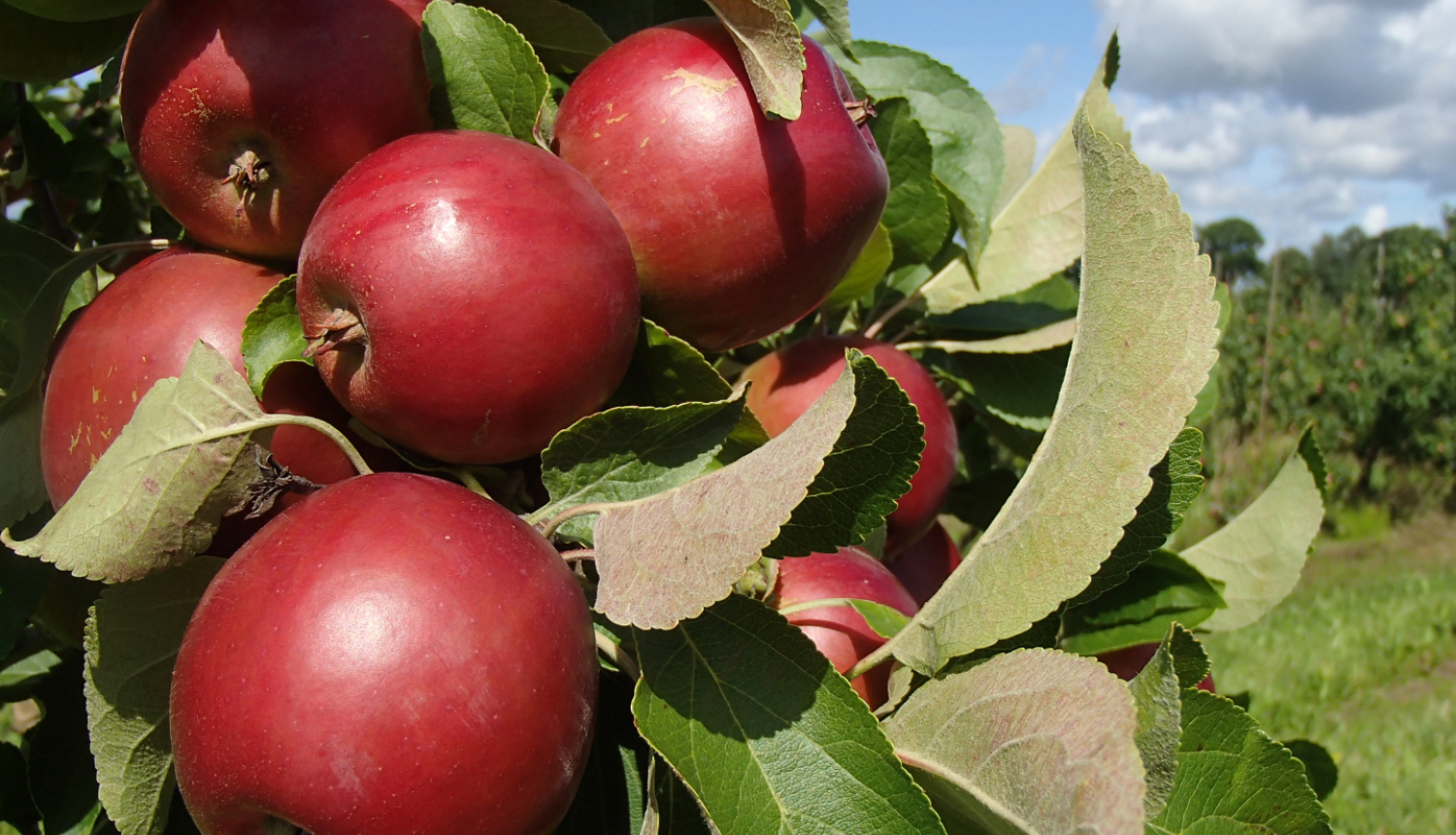 Tuvplānā ābeles zars ar skaistiem sarkaniem āboliem