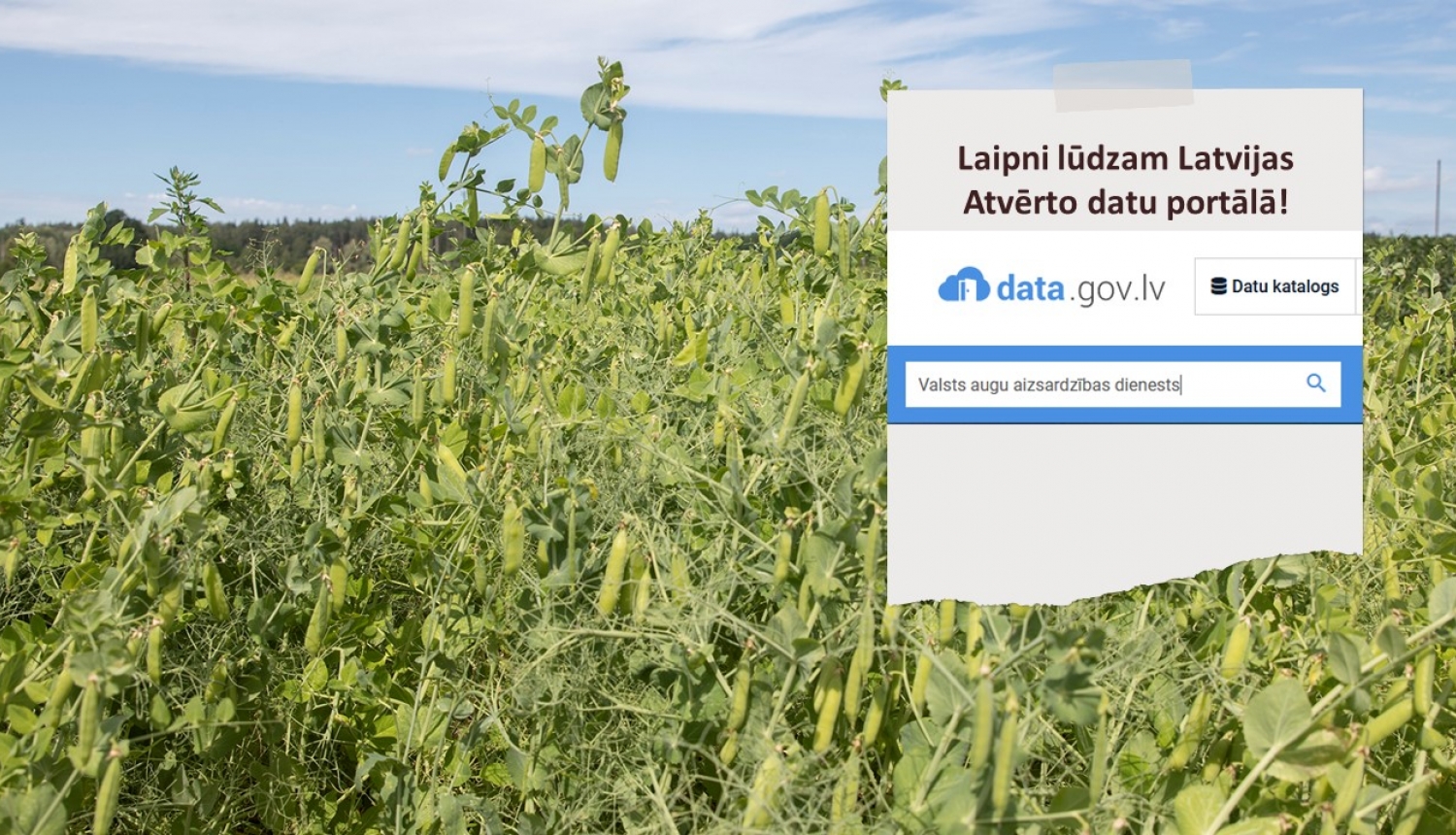 Fonā zirņu lauks, priekšplānā teksts par atvērto datu portālu