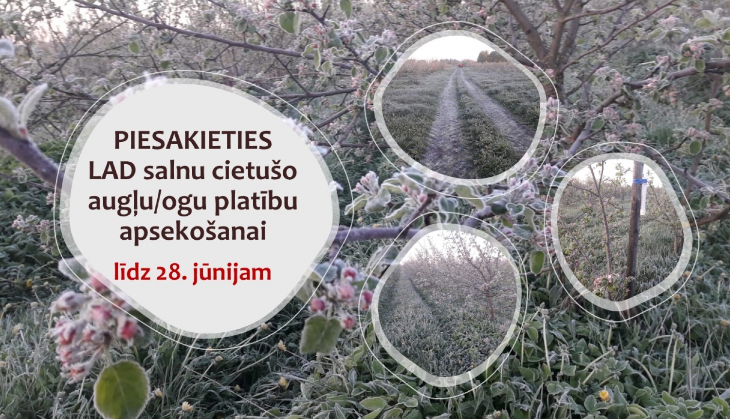 kolāža no attēliem ar apsalušiem augļukokiem