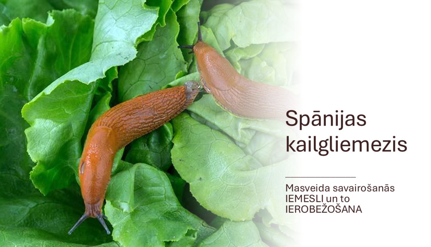 Divi Spānijas kailgliemeži salātu lapās un teksts