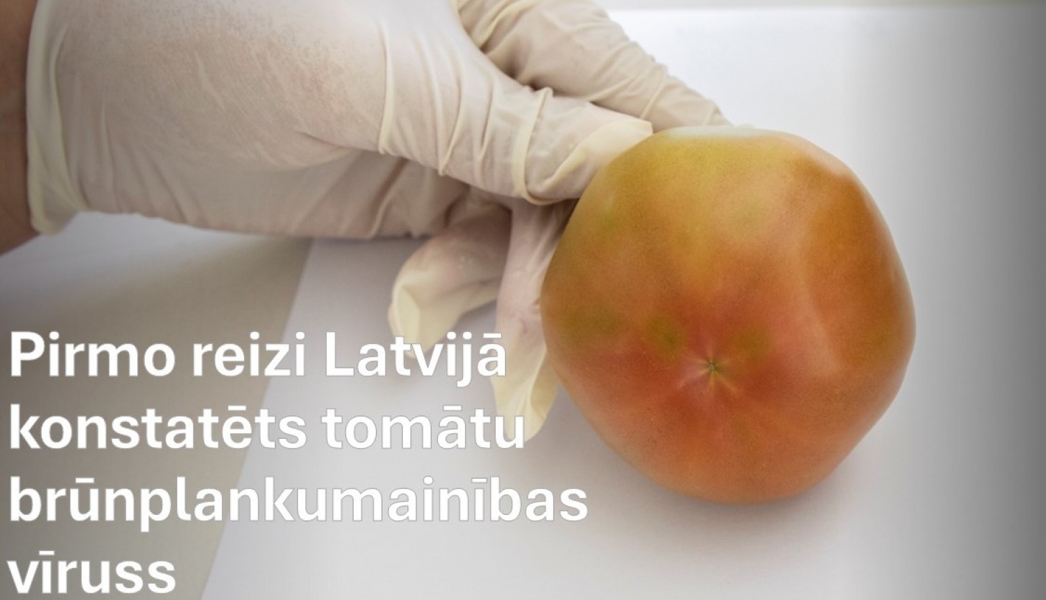 Roka cimdā tur tomātu ar nelieliem plankumiem