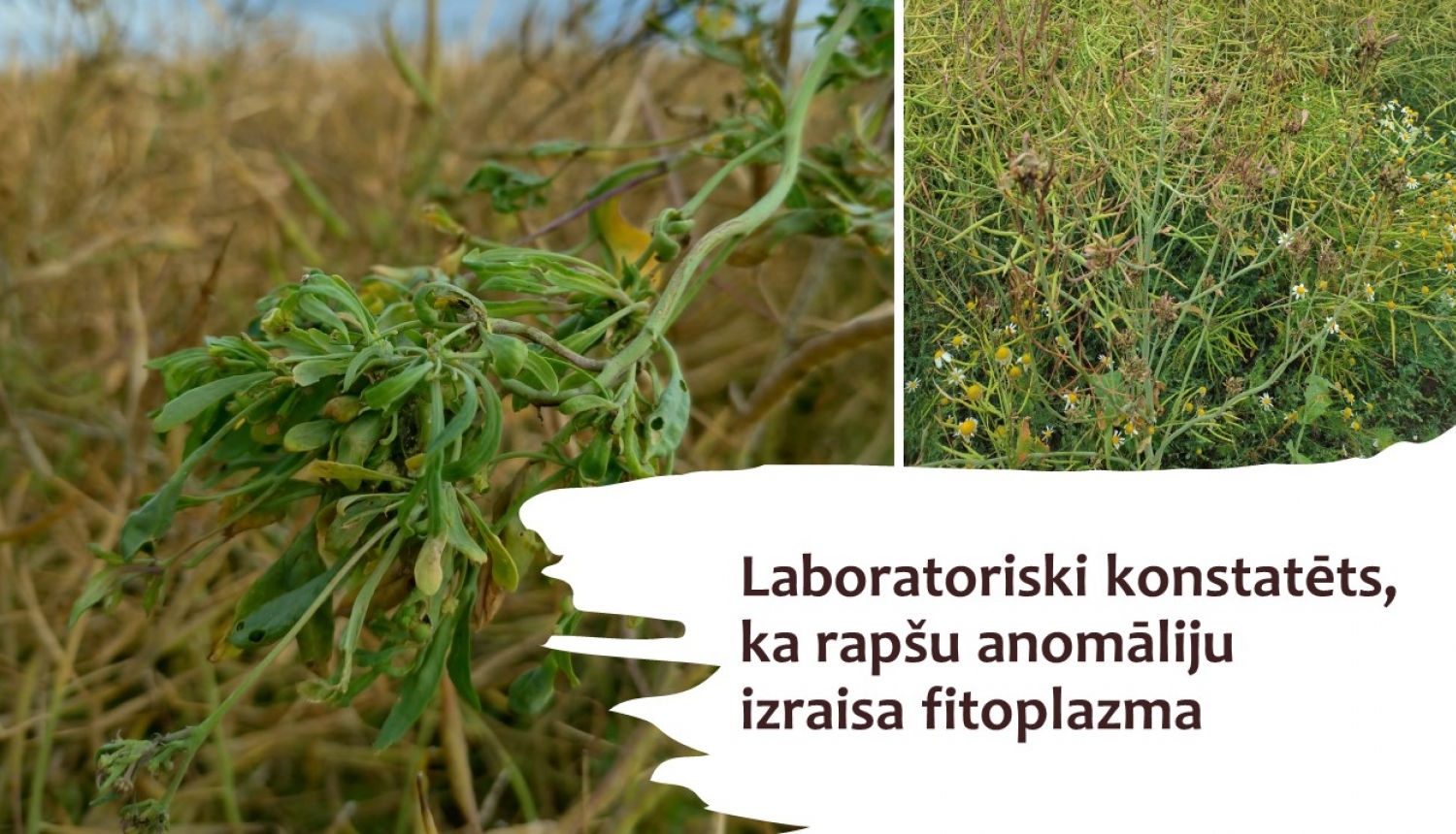 Bojāto rapšu attēli un teksts par to, ka konstatēta fitoplazma